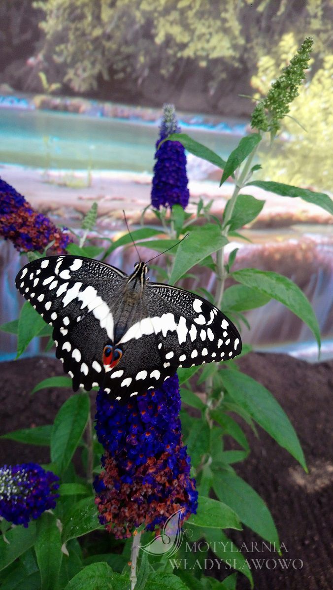 Motylarnia Władysławowo