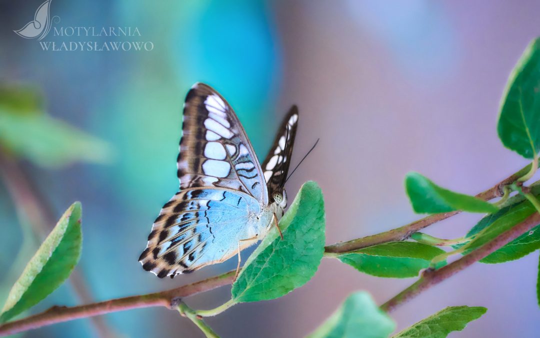 Atrakcje Sopot- zobacz na żywo przepiękne motyle w motylarni we Władysławowie!