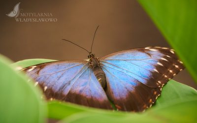 Atrakcje Chłapowo- poznaj świat tysiąca motyli w motylarni we Władysławowie.