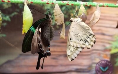 Budowa motyla- jak są zbudowane te cudowne stworzenia?
