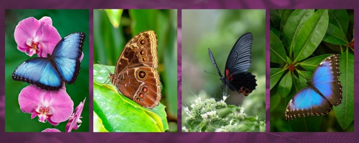 Jakie gatunki motyli spotkasz w motylarni we Władysławowie?