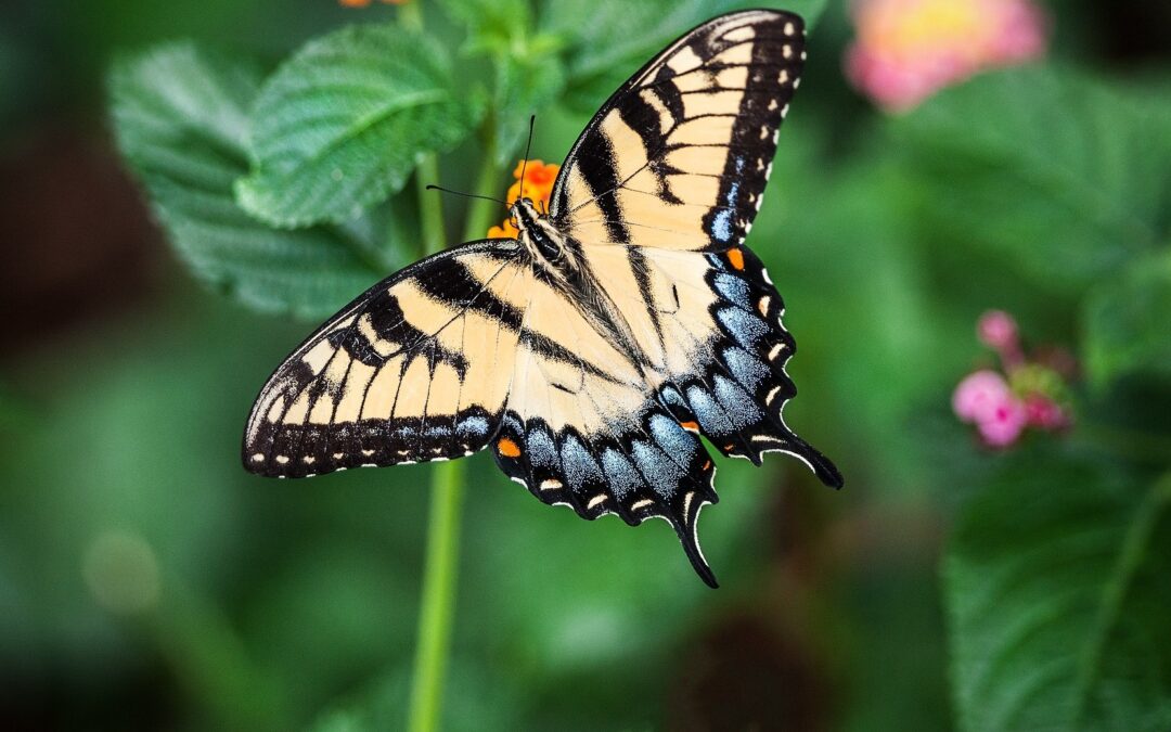 Ciekawostki o motylach egzotycznych- poznaj najciekawsze z nich!